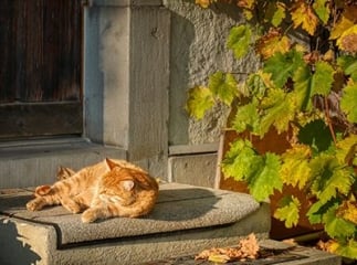 chat chaleur été
